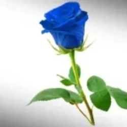 Mensagens Rosa azul